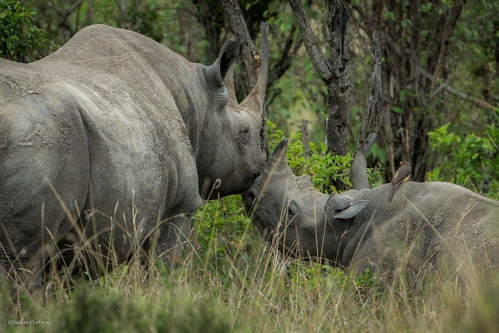 Photo courtesy Susan Portnoy:The Insatiable Traveler