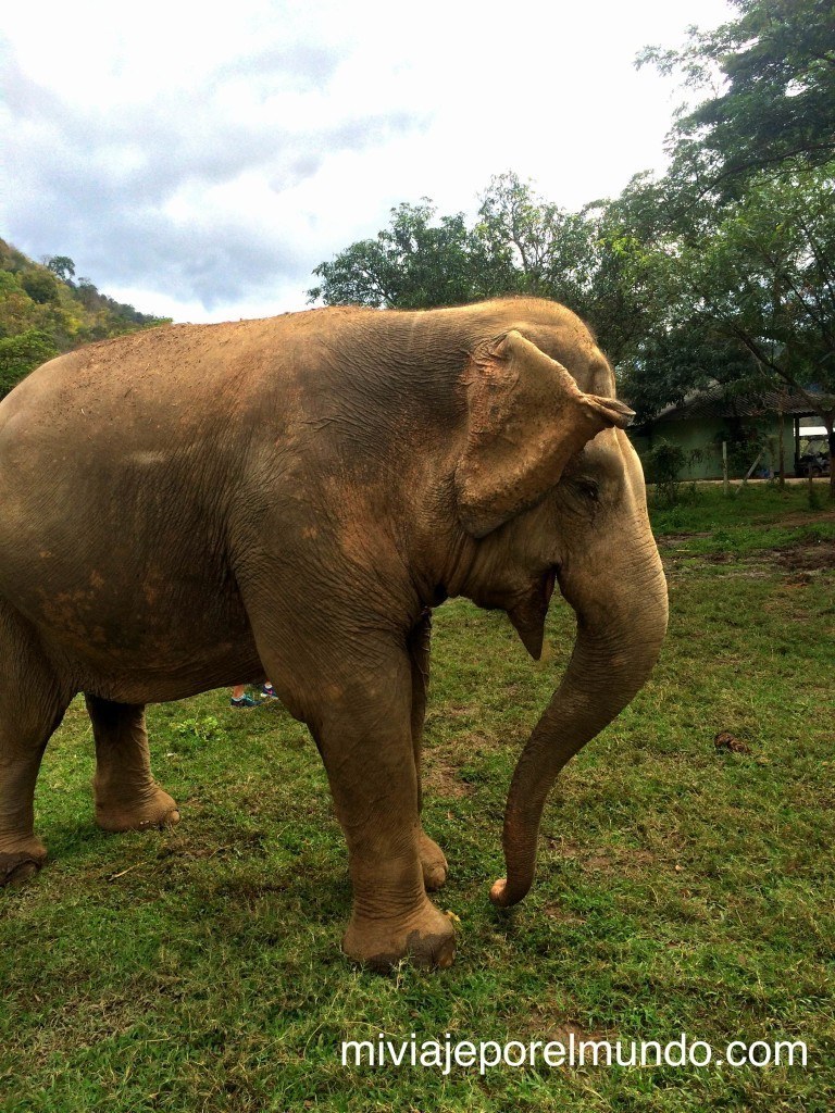 paseo de elefante en tailandia