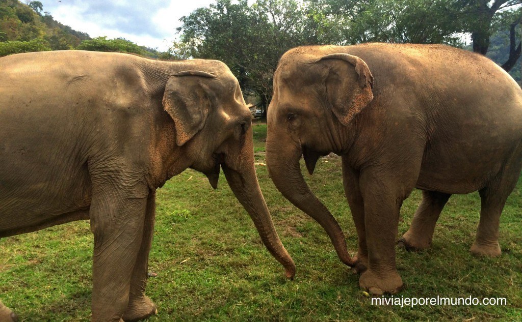 paseo de elefante en tailandia