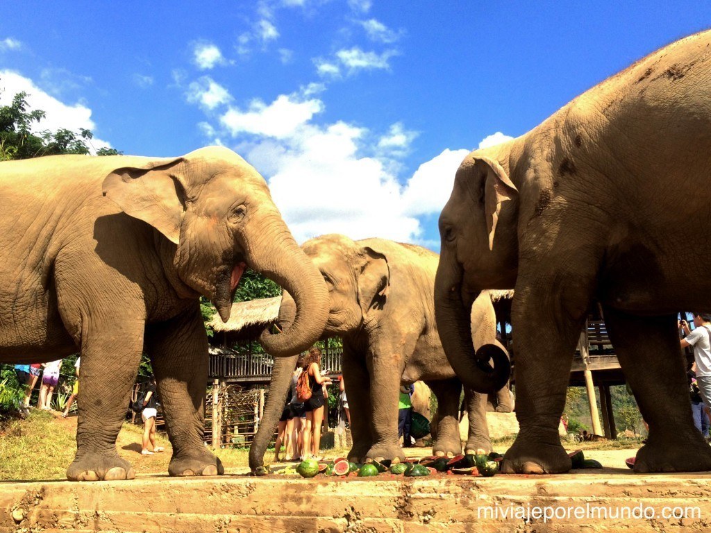 paseo de elefante en tailandia