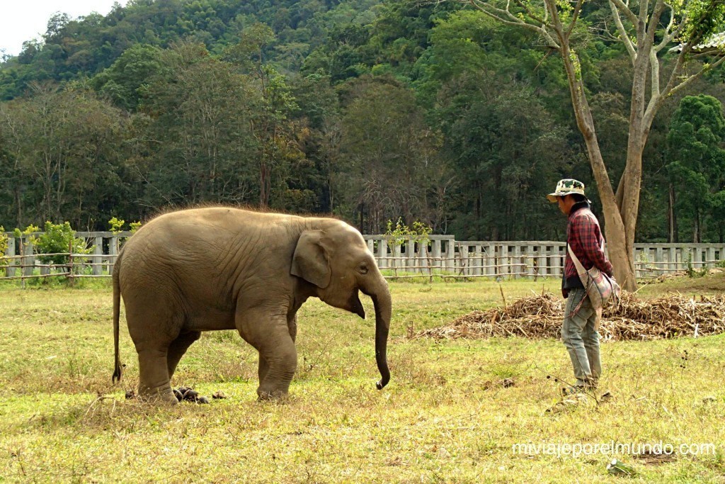 paseo de elefante en tailandia