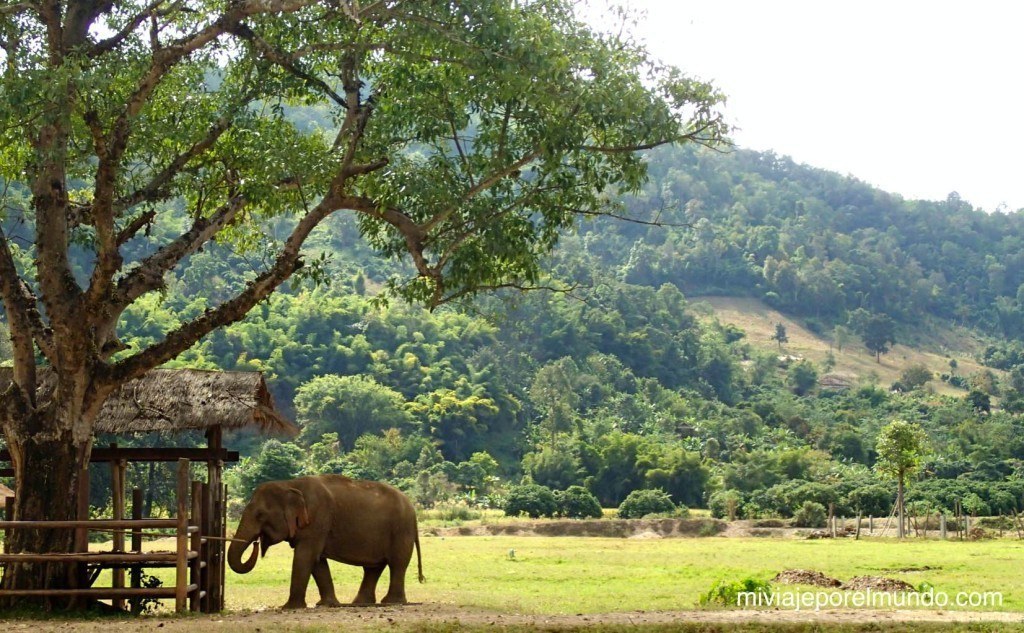 paseo de elefante en tailandia