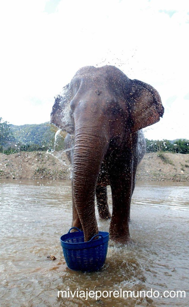 paseo de elefante en tailandia