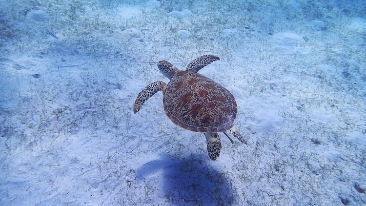 Tortuga de mar en la mejor playa del sudeste asiatico