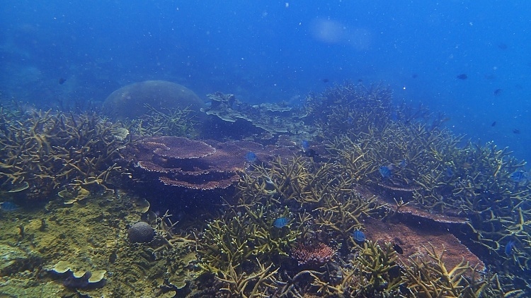 snorkel en la mejor playa del sudeste asiatico