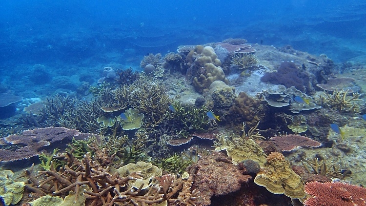 snorkel en la mejor playa del sudeste asiatico