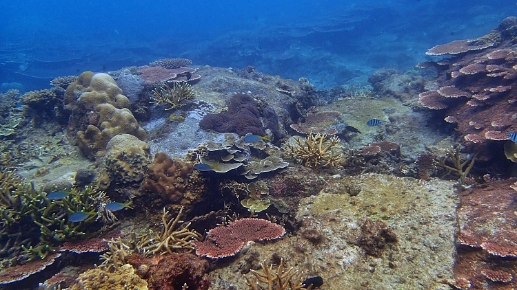 snorkel en la mejor playa del sudeste asiatico