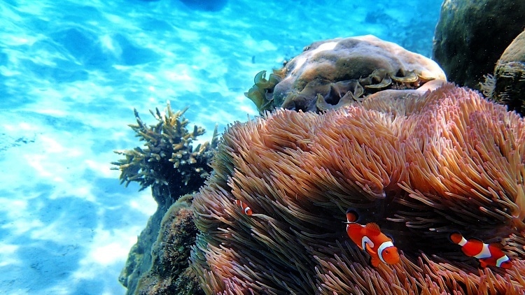 snorkel en la mejor playa del sudeste asiatico